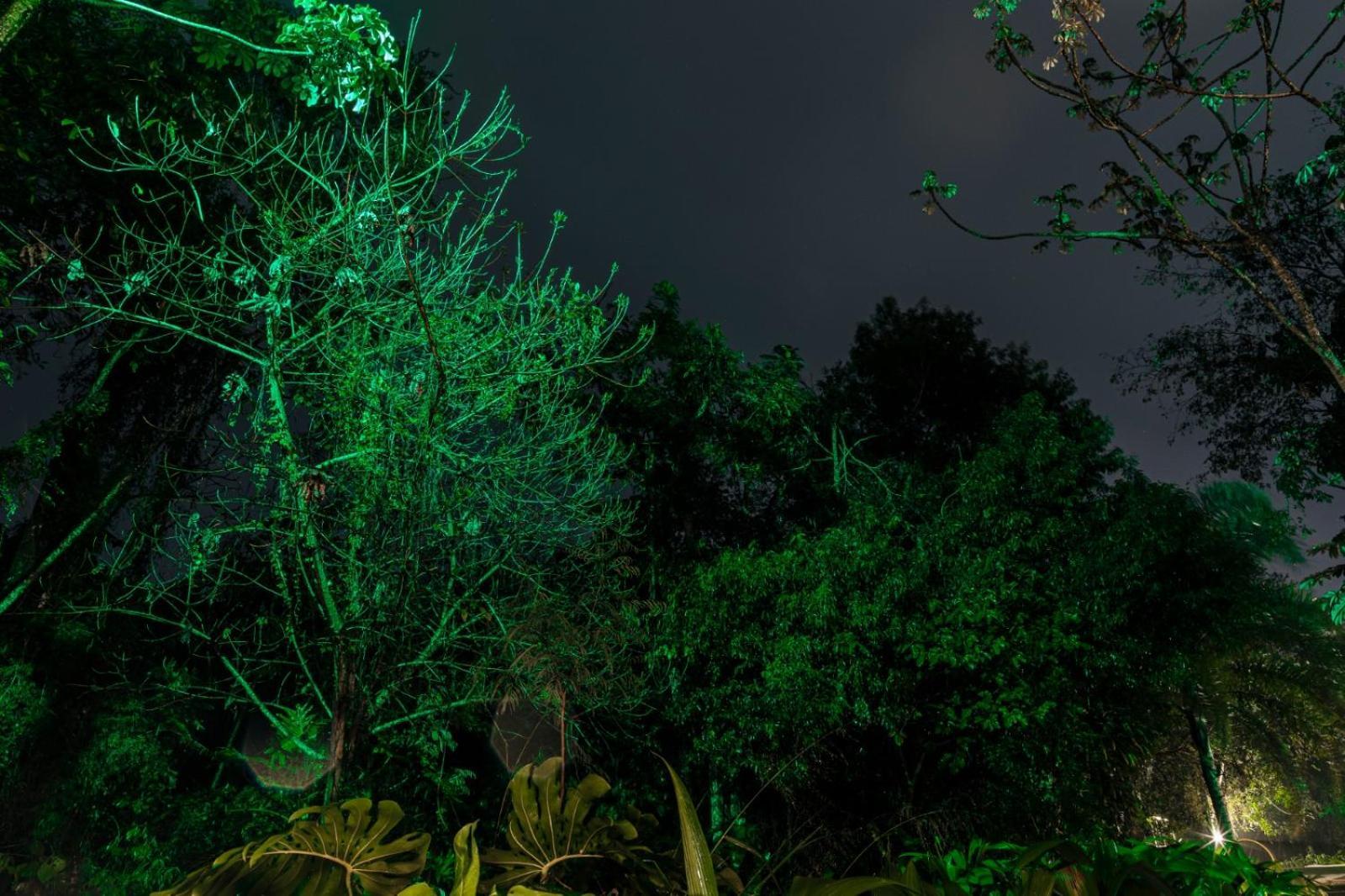 Rainforest & 3*